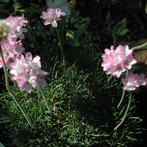 Armeria maritima Victor Reiter